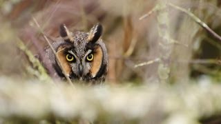 Long Eared Owl [upl. by Cardwell]