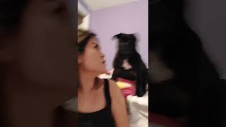 I barked at my dog to see her reaction fyp shorts reaction funny surprise dog pug pets lol [upl. by Ateval]