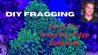 Fragging Green Star Polyps out of a Tupperware container [upl. by Howard847]