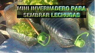 INVERNADEROS MINI PARA SEMBRAR LECHUGAS ORGÁNICA [upl. by Katzman]