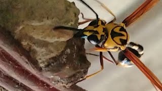 Potter wasp builds a nest [upl. by Eadwina221]