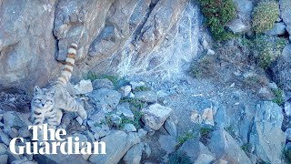 Footage of elusive Andean cat captured by conservationist Its incredible [upl. by Maeve187]