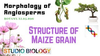 BOTANY XI05096 – Morphology of Angiosperms – Structure of Maize Grain [upl. by Eeslehc]