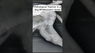 pathological fracturefemur fractureosteopaenic bonesdogpuppy [upl. by Izabel]