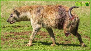 50 Tragic Defeats Of Wounded Hyenas At The Hands Of Lions Leopards Wild dogs  Hyena Attack [upl. by Camfort]