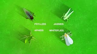 Introducing Inscalis® Insecticide [upl. by Isla]