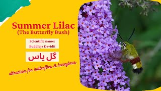 grow summer lilac  butterfly bush at home  Brilliant House Plant [upl. by Iaras]