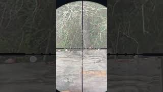 Scope cam video of plinking hunting pelletguns airgunhunting airgunshooting bb [upl. by Aicenet744]