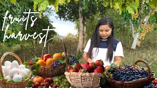 harvesting fruits  dandi xioage new episode [upl. by Jojo]