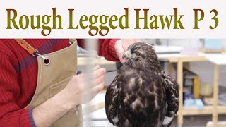 Dark morph Rough Legged Hawk Finished [upl. by Noam711]