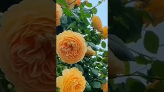 Amazing beautiful flowersflowers roseflowergarden flowertypes nature 1million 1m roseflower [upl. by Anirtal]