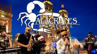 ALACRANES MUSICAL  UN IDIOTA EN VIVO [upl. by Ahsemit507]