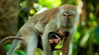 Long Tailed Macaque CrabEating Macaque [upl. by Nylhtiak257]