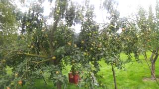 Apple variety Bramley Seedling [upl. by Colpin]