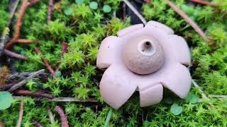 Crecimiento explicado de una estrella de tierra Geastrum spp [upl. by Sldney481]