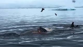 A Leopard Seal eats a Crabeater Seal [upl. by Finbar745]