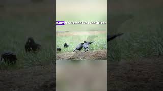 10 MindBlowing Facts About Crows 🧠🐦 CrowFacts BirdBrains SmartAnimals Nature FunFacts [upl. by Acimad977]