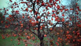 Persimmon Trees For Sale 300 From Tn Tree Nursery [upl. by Fleur]