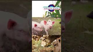 Cuteness Overload Baby Piglets on an Animal Farm [upl. by Morley]