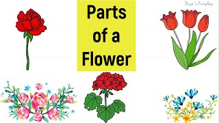 Parts of a Flower and its functions in English  What is Pollination  Flower parts and its uses [upl. by Eerehs]