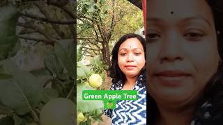 apple tree kashmir🍏  apple tree video in kashmir  green apple tree in kashmir🌲shortskashmir [upl. by Eddra]