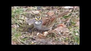 Pennsylvania backyard birds [upl. by Arikehs198]