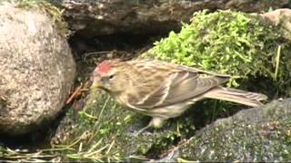 Vogel Gespot BarmsijsVeluwe [upl. by Grane]