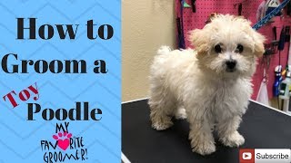 How to groom a Poodle puppy [upl. by Currie395]