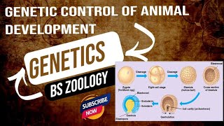 Genetic control of animal development  Genetics  BS Zoology [upl. by Kiele]