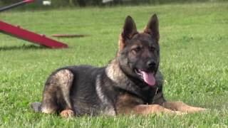 Best German Shepherd Puppy Training [upl. by Thia]