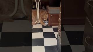 OMG 😆 nike nikeshoes dog goldenretriever rv puppy cat funny shorts laugh ​⁠ nike [upl. by Lavine]