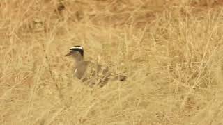 Vanellus coronatus  avefría coronada  crowned lapwing [upl. by Cappello925]