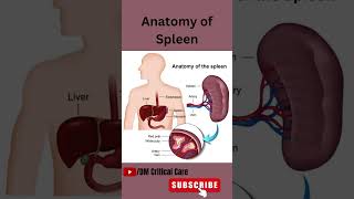 Anatomy of SpleenSpleen Anatomymbbs spleenanatomy icu [upl. by Ellenad443]