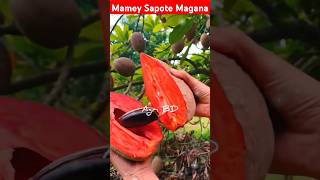 Mamey Sapote Magana fruit fruits mame mameysapote naseberry chiku agriculture sapote shorts [upl. by Cavanagh217]