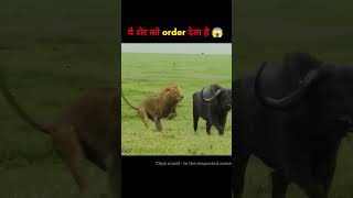 Why lion follow order  🤔 short ytshorts shortvideo [upl. by Annavoig]