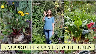 5 voordelen van POLYCULTUREN [upl. by Bohlen198]