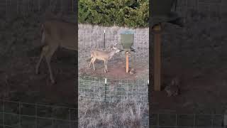 Oklahoma 10 point Archery Whitetail Deer Hunting hunting deer archeey bowhunting [upl. by Yrotciv]