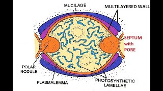 Nostoc Heterocyst and nitrogen fixation [upl. by Ansela568]