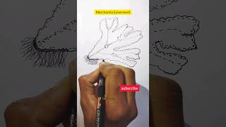 Marchantia diagramLiverwortshorts viral ytshorts drawing diagram viralvideostudydailylearn [upl. by Cissej172]