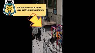 Tips for your Puppy Palace [upl. by Bunting]