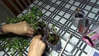 Grow lilly pillys from cuttings [upl. by Emmery]