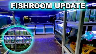 FISH ROOM UPDATE  Breeding Tank Tour and Downsizing [upl. by Vachill]