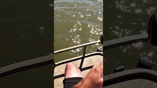 Livescope n Spoonbill fishing spoonbill paddlefish oklahoma [upl. by Eckardt]