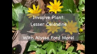 Invasive Plant Lesser Celandine [upl. by Sanalda930]