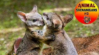 Wallaby Joeys Playful Fight amp Close Up Cleaning Cuteness [upl. by Filmore881]