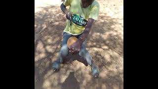 Kaka Daudi Musyoka🙋Kamba Boy diving a guard according to Kamba Culture to use as poriage utensil [upl. by Jacky190]