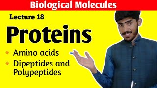 Proteins Class 11 Biology  Amino Acids  Dipeptides and Polypeptides  Biological Molecules Chap 2 [upl. by Shewchuk360]