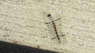 No You Cant Come In Hickory Tussock Caterpillar [upl. by Zehc756]