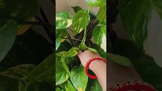 How to grow money plant from one leaf plants garden [upl. by Asimaj189]