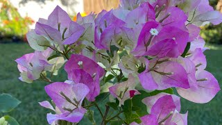 91221 Imperial Thai Delight Bougainvillea [upl. by Aniwde]